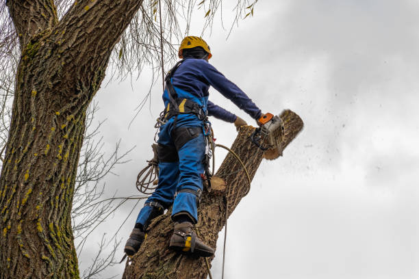  Morgantown, PA Tree Service Pros